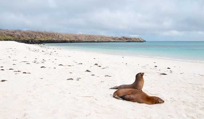 Îles Galapagos - Sur les traces de Darwin et aventure au Machu Picchu avec Hurtigruten Expeditions